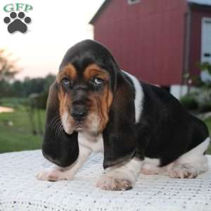 Rocky, Basset Hound Puppy